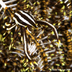 Portrait of an Elegant Squat Lobster. Taken with D200 and... by David Henshaw 